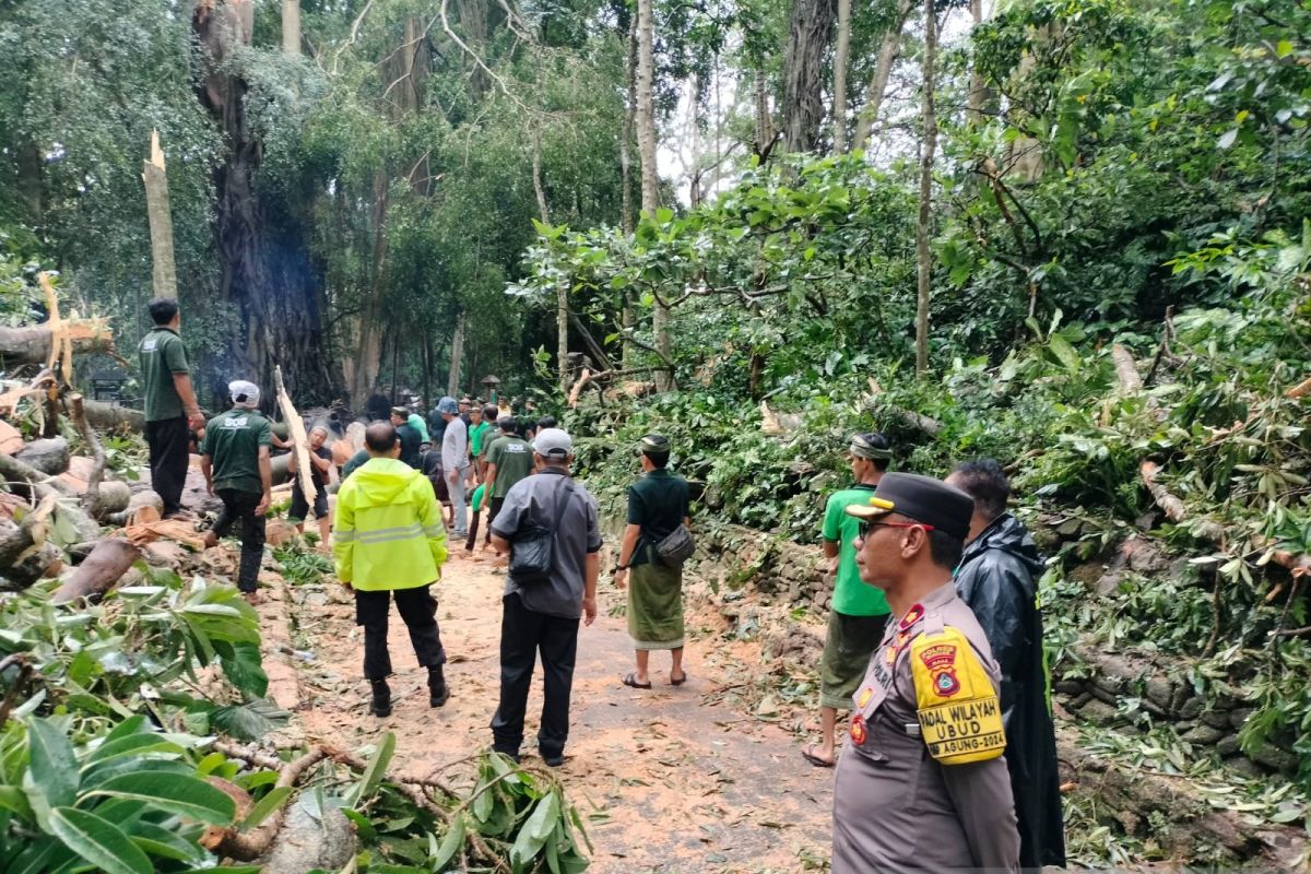 Tragedi Pohon Tumbang di Monkey Forest Bali